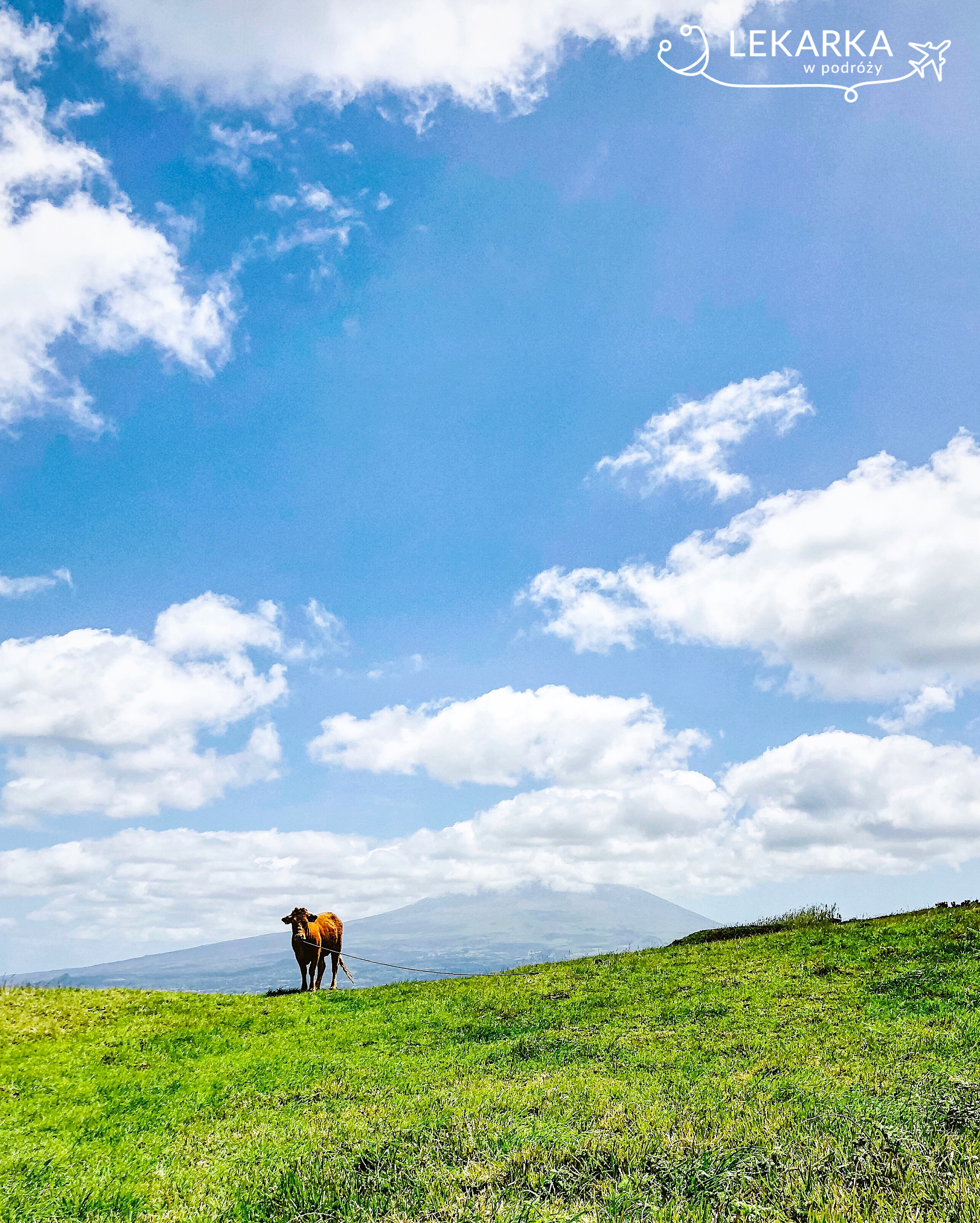 Krowy na Azorach